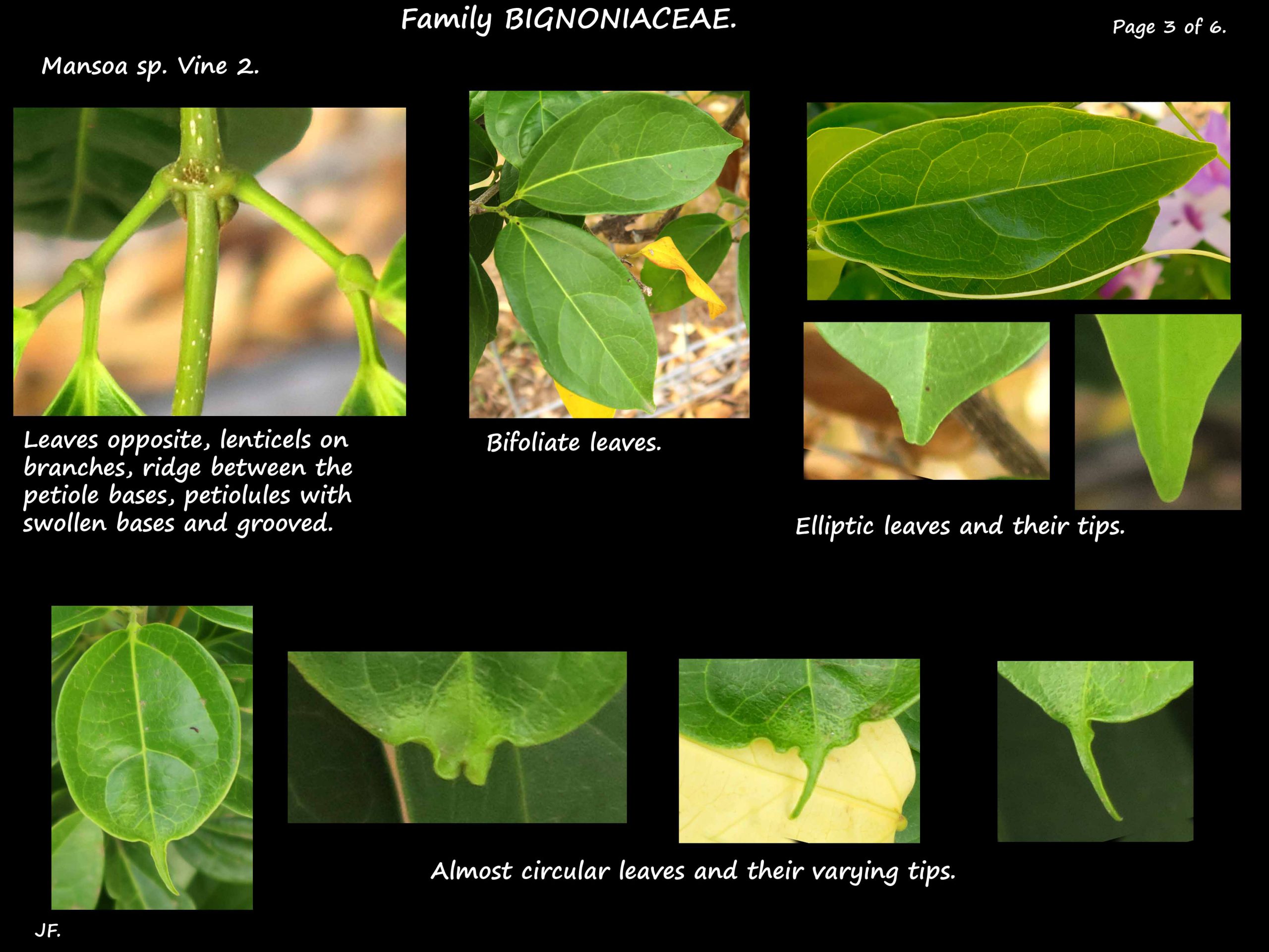 3 Mansoa leaf tips